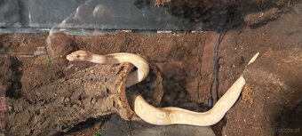 Terrarium inkl. viel Technik - 7