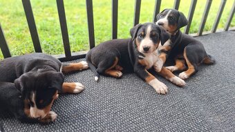 Appenzeller Sennenhund - FCI-Welpen - 7