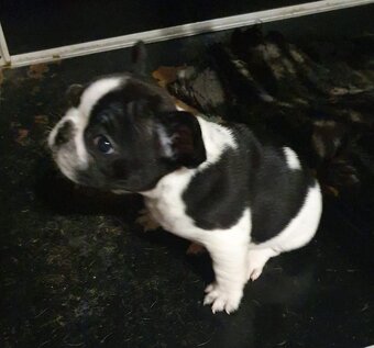 Französische bulldogge - 7