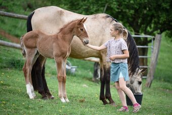 Lusitano Hengst PSL - 7
