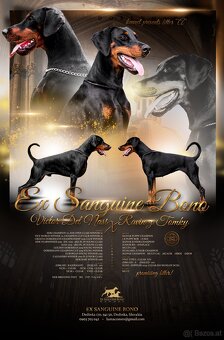 Doberman puppies with FCI pedigree - 7