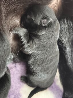 Schipperke - 7