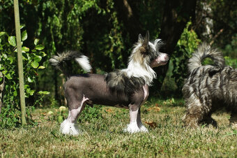 chinese crested dog - hairless - FCI - 7