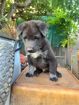 hmong bobtail dog - 7