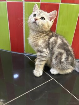 BKH Kittens Reinrassig - 7
