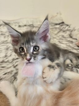Wunderschöne Maine Coon Kitten zu vergeben - 7