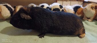 Cuy - Riesenmeerschweinchen - 7