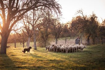 Beauceron Welpen (Berger de Beauce) - 7