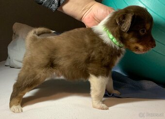Australian shepherd welpen - 7