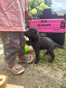Welpen Malinois x Cane Corso - 7