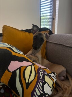 Windhund/Whippet mit PP - 7