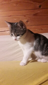 Wer möchte diese zwei süßen Katerchen adoptieren? - 7