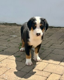 Großer Schweizer Sennenhund puppies - 7