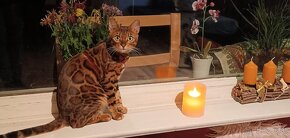 Bengal Kitten suchen 5Sterne zu Hause - 7