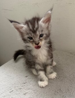 Maincoon - 7