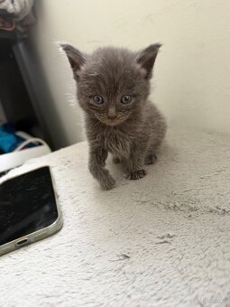 Britisch kurzhaar Maincoon mischung - 7
