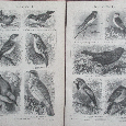Sperlingsvögel histoischer Druck, Holzstich, ca. 1905 - 7