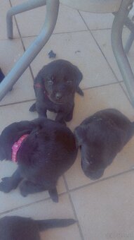 Reinrassig Labrador Welpen - 7