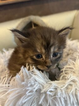Maine Coon Kitten - 7