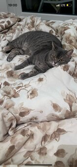 Britischmix Katze - 7