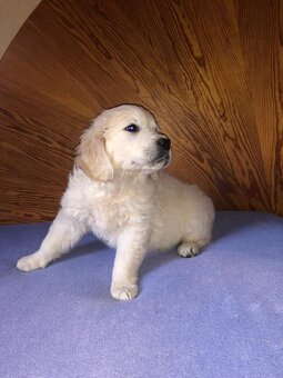 Golden Retriever Welpen suchen Ihre Familie  Welpen mit Ahne - 7