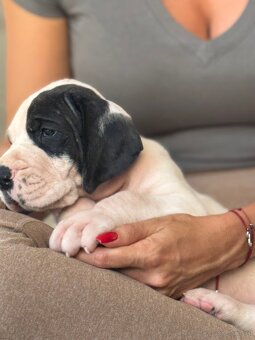 Deutsche-Dogge-Welpen, Deutsche Dogge - 7