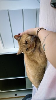 2 liebevolle Katzen suchen ein neues Zuhause 🐾 - 7