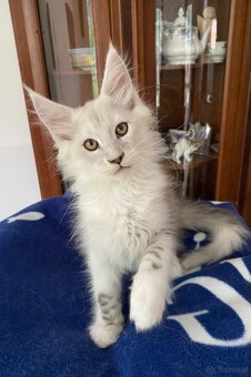 Wunderschönes Maine Coon Käterchen mit Stammbaum - 7