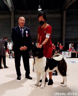 Amerikanischer Akita-Welpe mit Stammbaum - 7