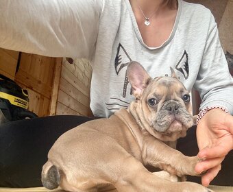 Französische Bulldogge mit Stammbaum - 7