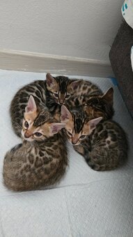 Bengal Katze - 7
