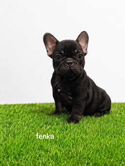 Französischen Bulldog - 7