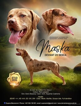 Louisiana Leopard Dog mit Stammbaum - 7