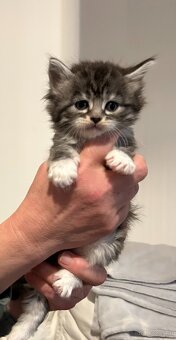 Baby Maine Coon - 7