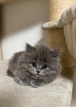 BKH und BLH Kitten - 7