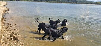 Wunderschöne Welpen -  Portugiesischer Wasserhund - 7