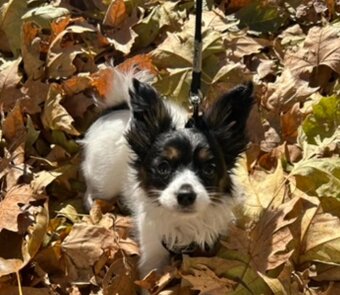 Papillion, kontinentaler Zwergspaniel  - Welpen - 7