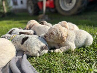 Spinone italiano - 7