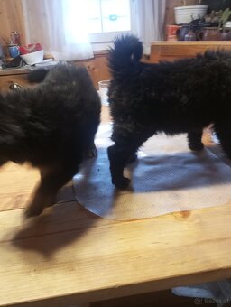 Mischlings Welpen - 7