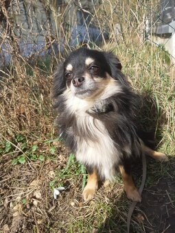 CHIHUAHUA FREUNDE  AUFGEPASST - 7