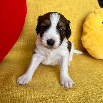 Kooikerhondje Welpen - 7