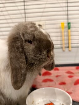 Minilop-Kaninchen 🐰🩷 - 7