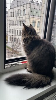 Katzen zu verschenken - 7
