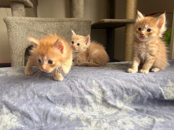 Maine Coon Kitten - 7