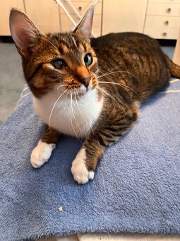 Kater sucht liebevolles neues Zuhause - 7