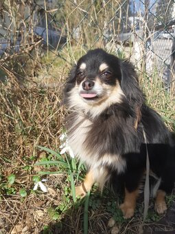 CHIHUAHUA Rüde zu vergeben - 7