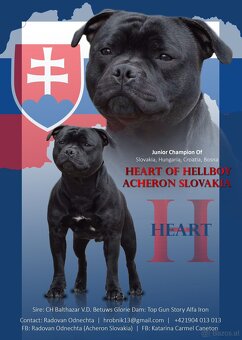 Staffordshire Bullterrier welpen zu kaufen - 7