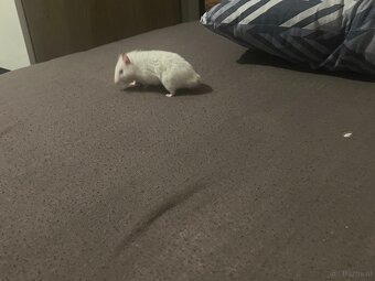 Hamster - 7