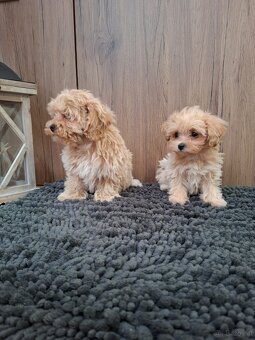 Maltipoo mini - 7