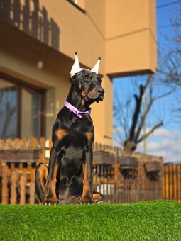 Doberman welpen mit PP - fci hunde - 7